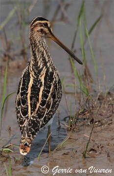 Image of African Snipe