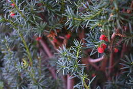 Image of English yew