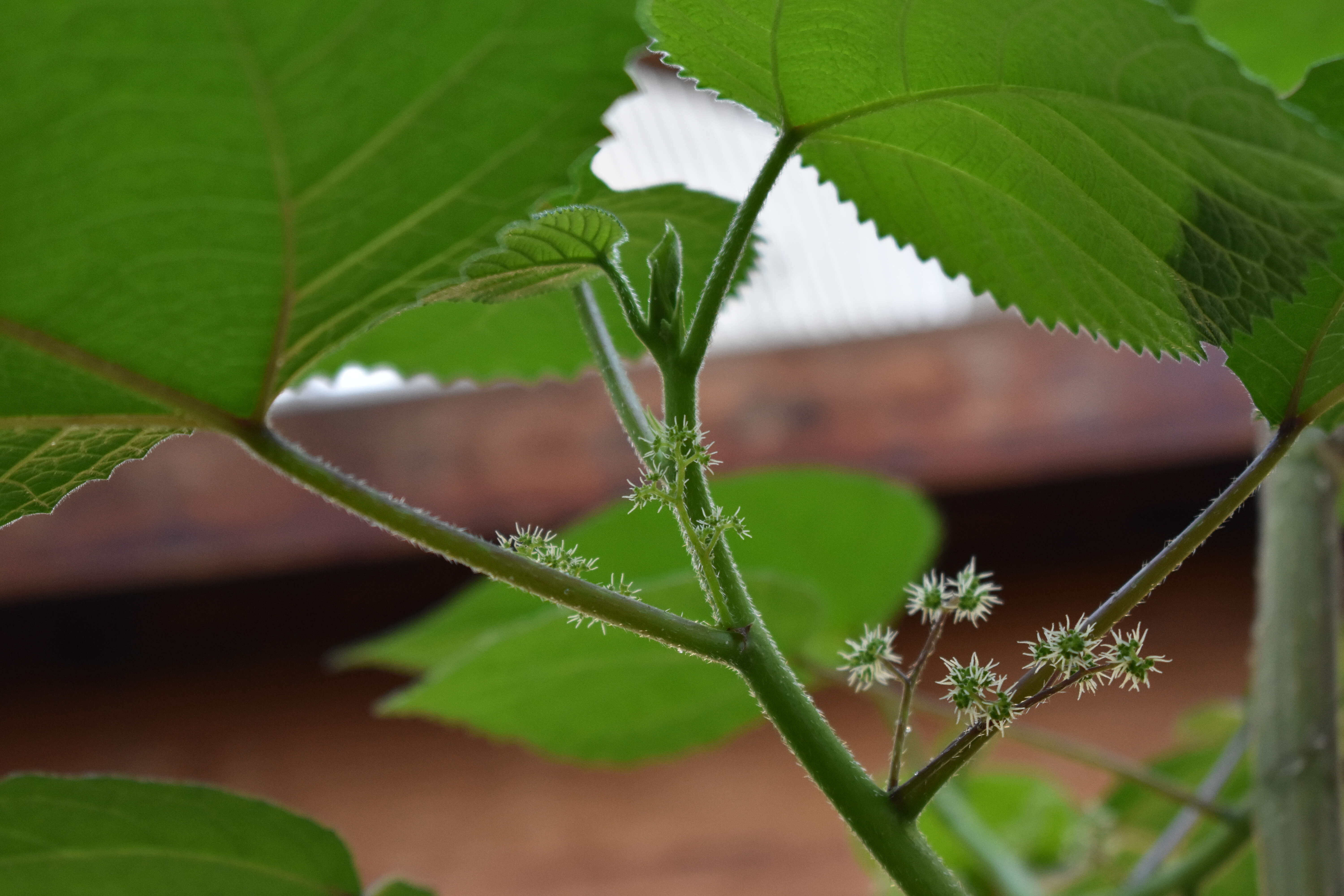 Image of Dendrocnide moroides (Wedd.) Chew