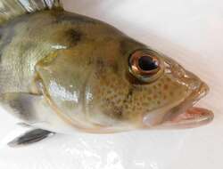 Image of Barred sand bass