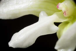 Image of Chameleon Dendrobium