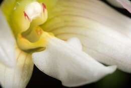 Image of Chameleon Dendrobium