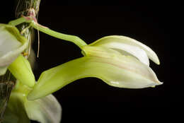 Image of Chameleon Dendrobium