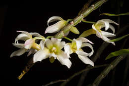 Image of Chameleon Dendrobium