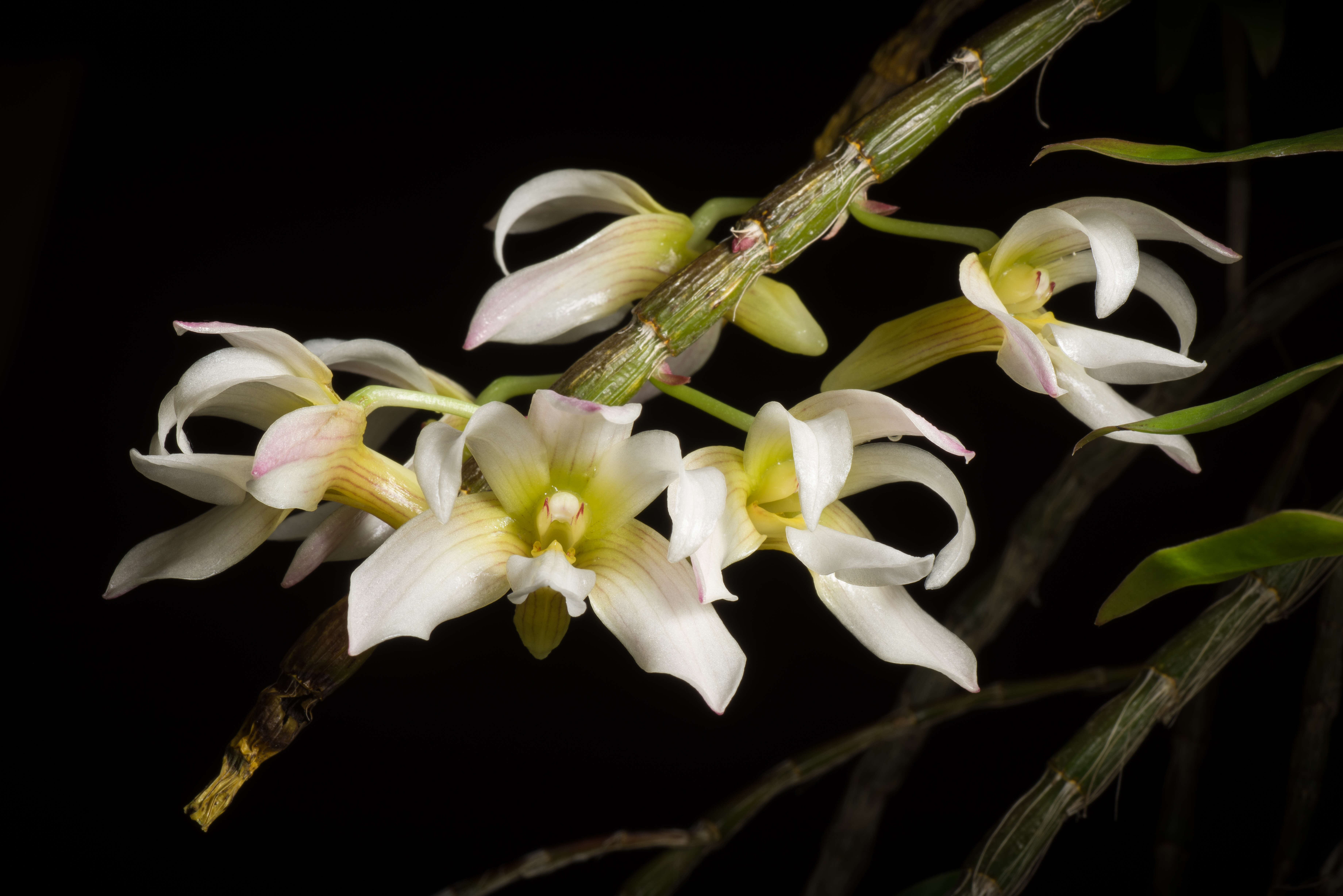 Image of Chameleon Dendrobium