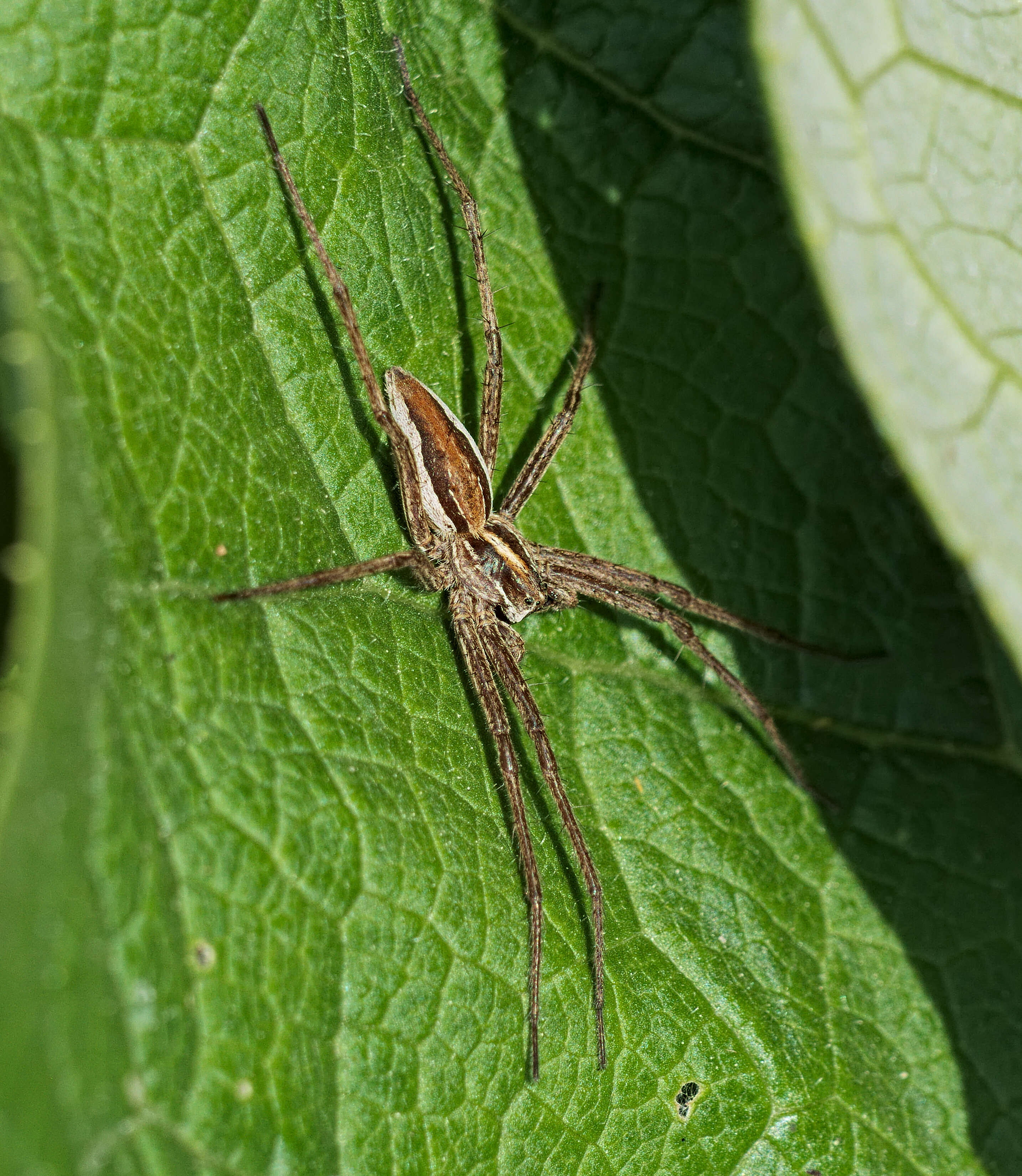 Image of Nursery-web spider