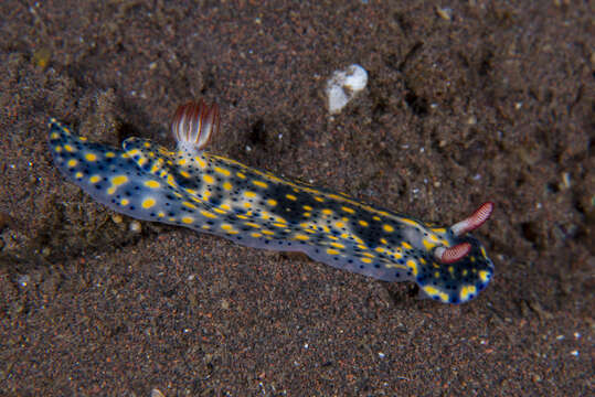 Image of Red gilled yellow spotted green slug