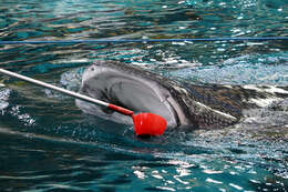 Image of whale sharks