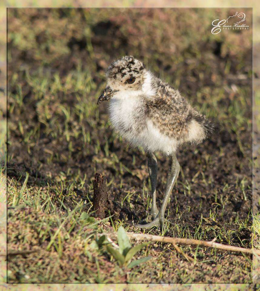 Image of Blacksmith Lapwing