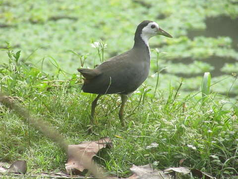 Image of White-breasted Waterhen