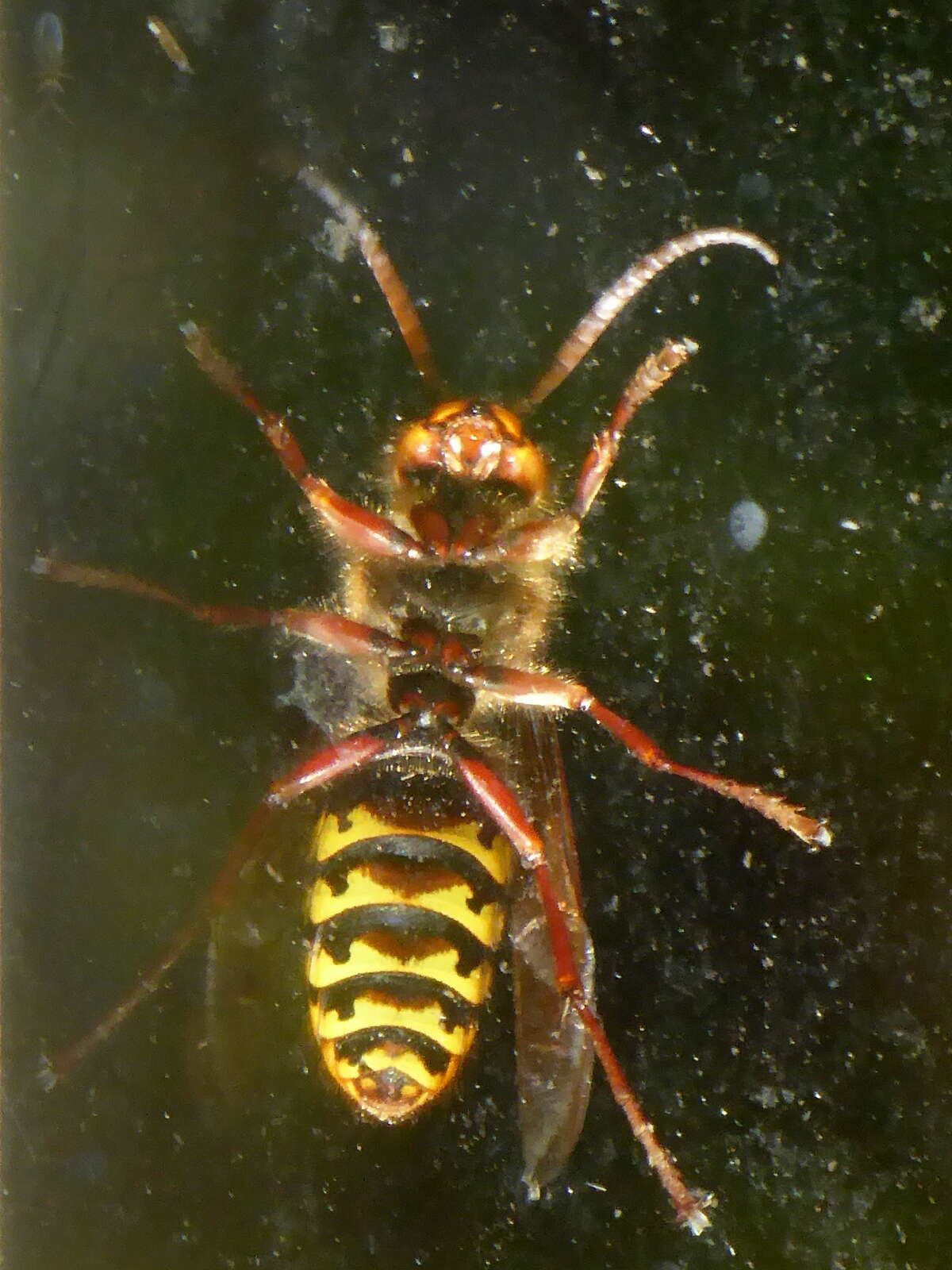 Image of Hornet