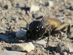 Image of Field cricket