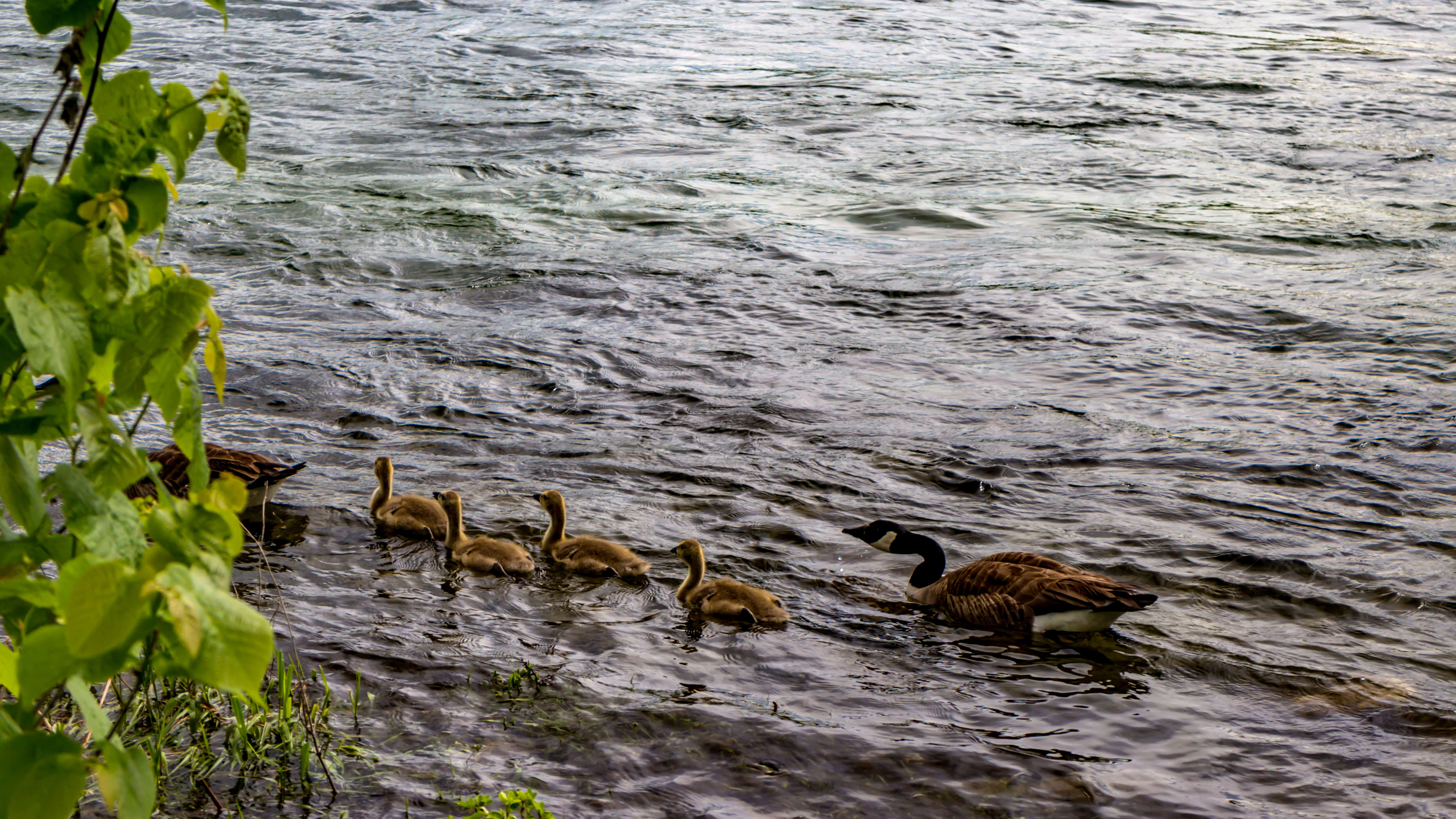 Image of Hawaiian goose