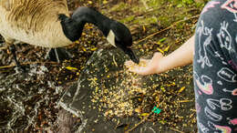 Image of Hawaiian goose