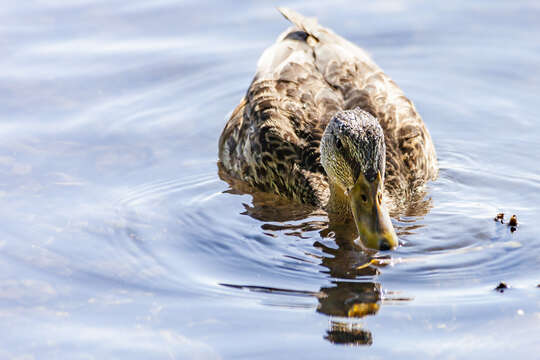 Image of Common Mallard