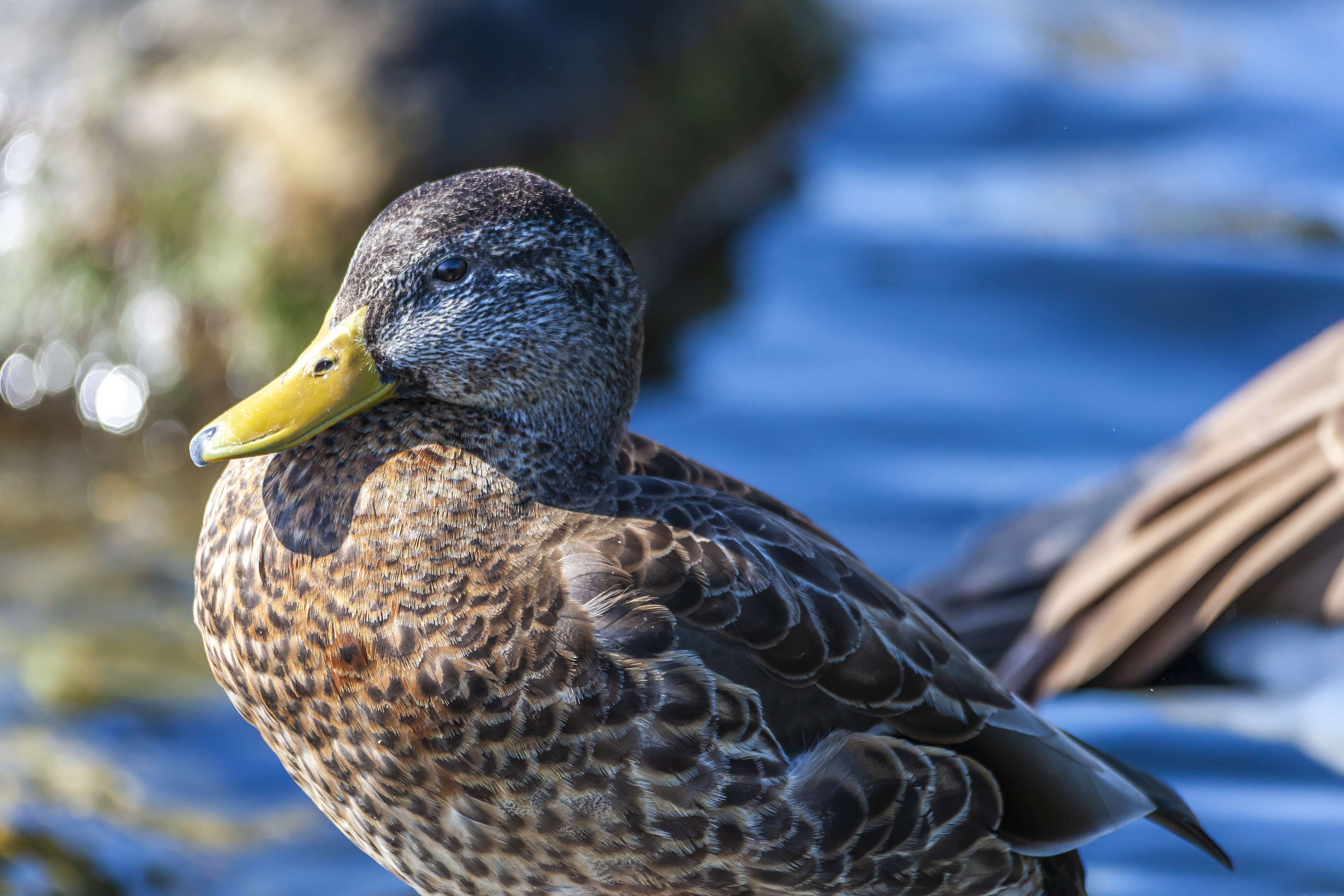 Image of Common Mallard