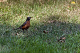 Image of American Robin