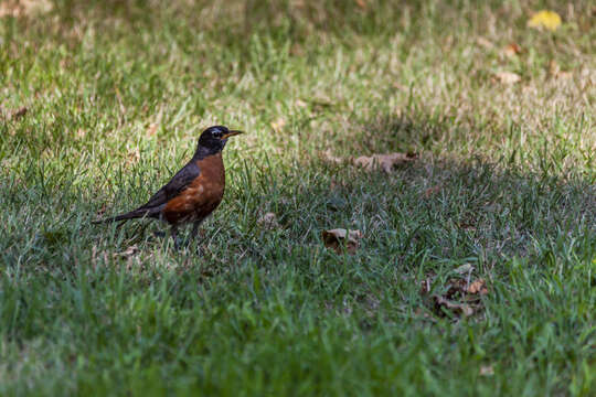 Image of American Robin