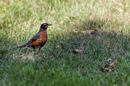 Image of American Robin