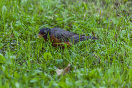 Image of American Robin