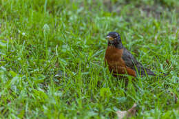 Image of American Robin