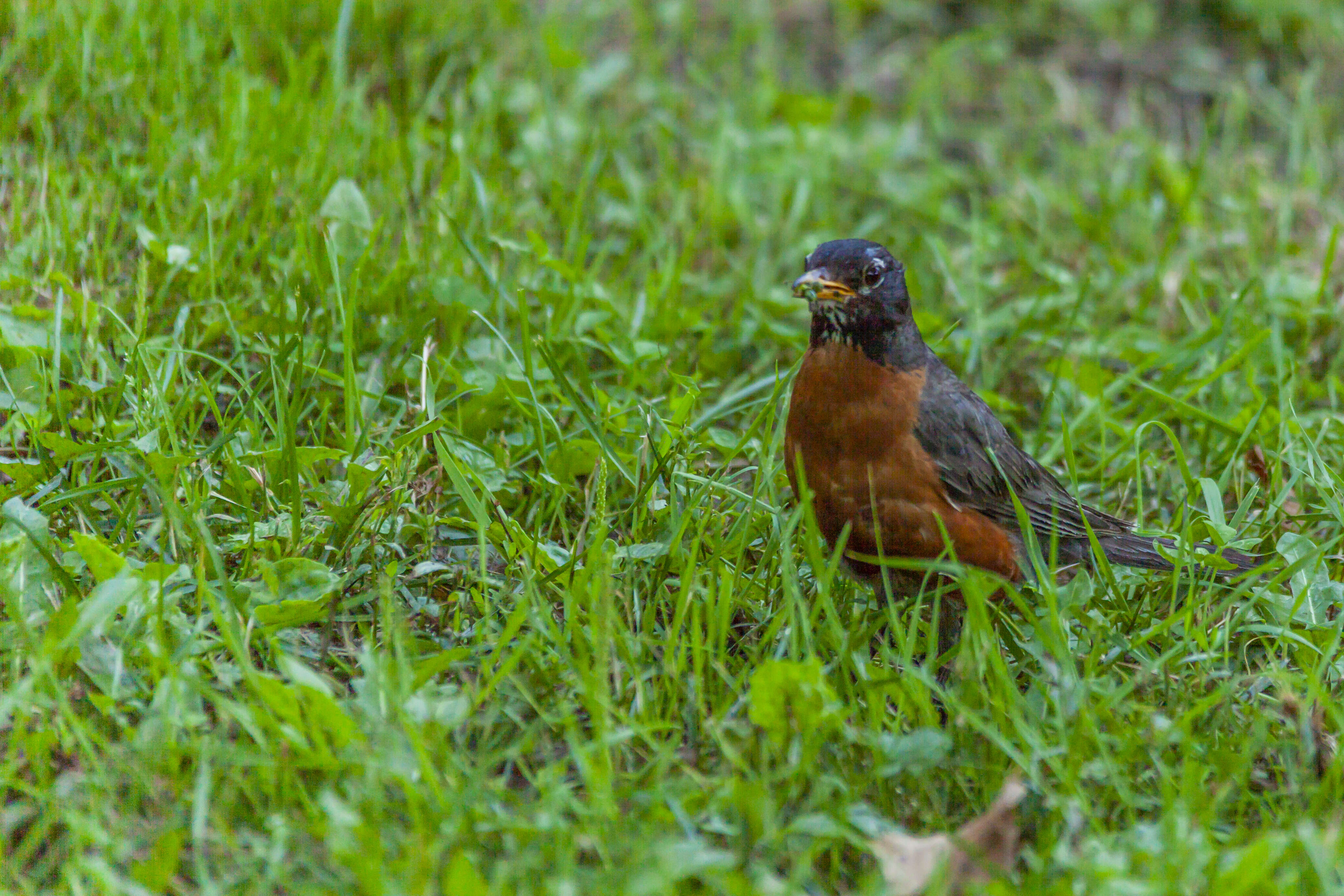 Image of American Robin