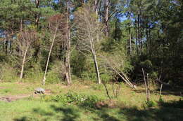 Image of Cupressus × leylandii