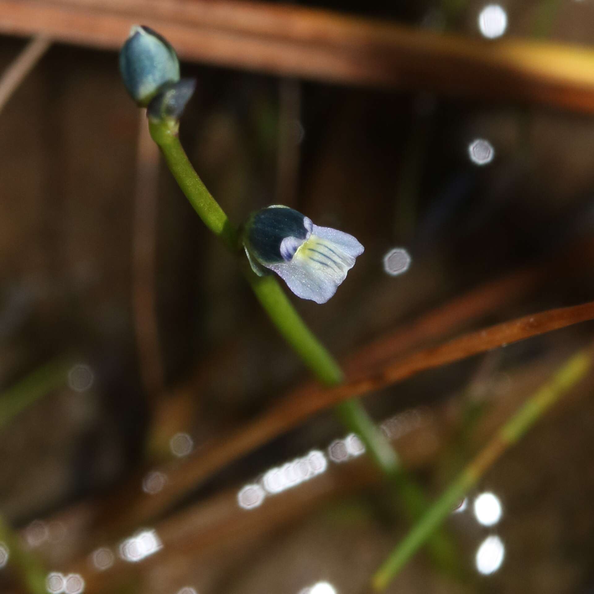 Image of bladderwort