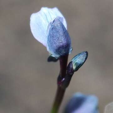 Image of bladderwort