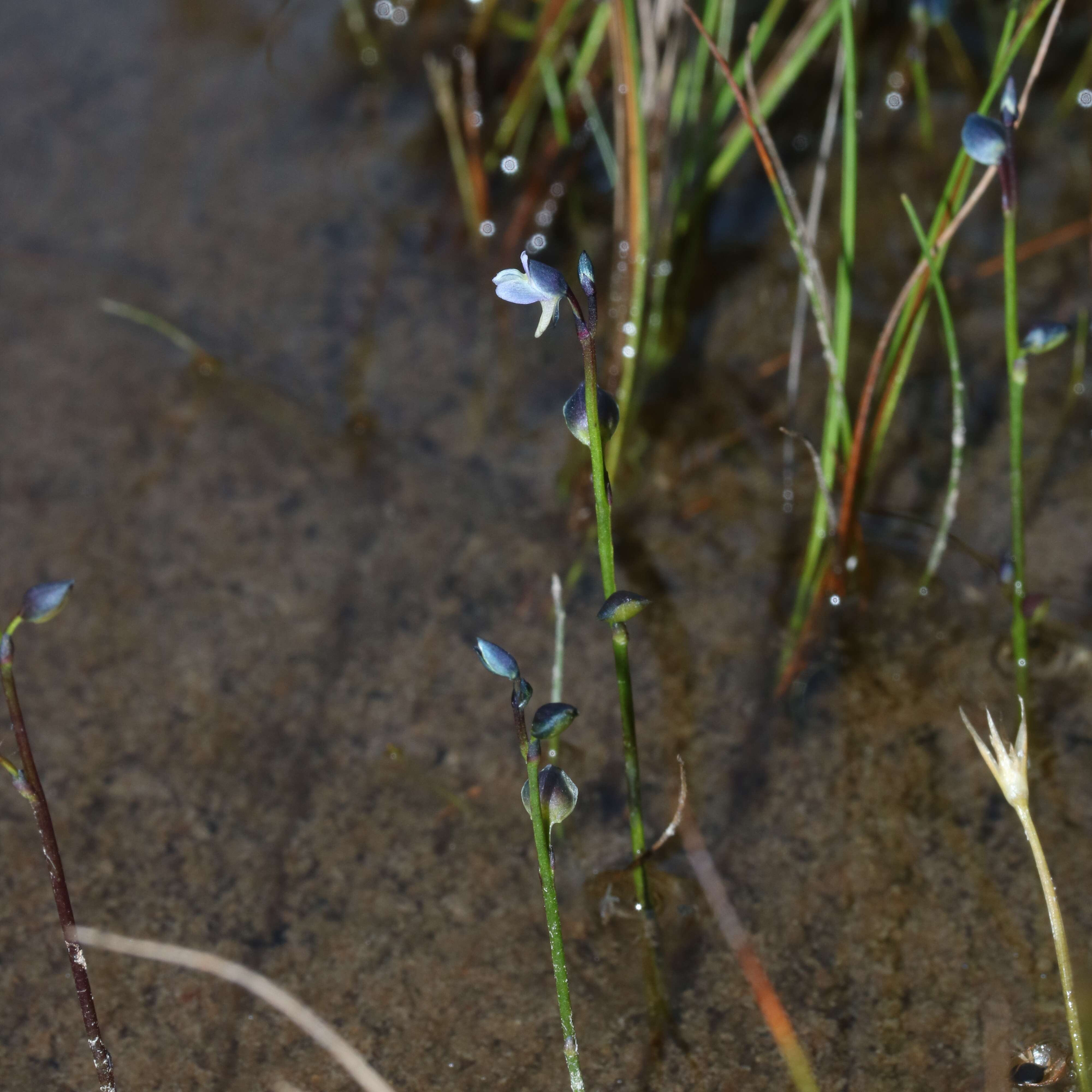 Image of bladderwort