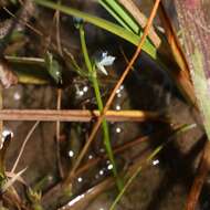 Image of bladderwort