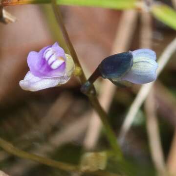 Image of bladderwort