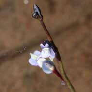 Image of bladderwort