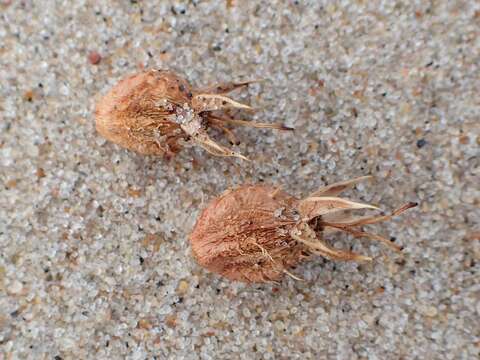 Image of sea-holly