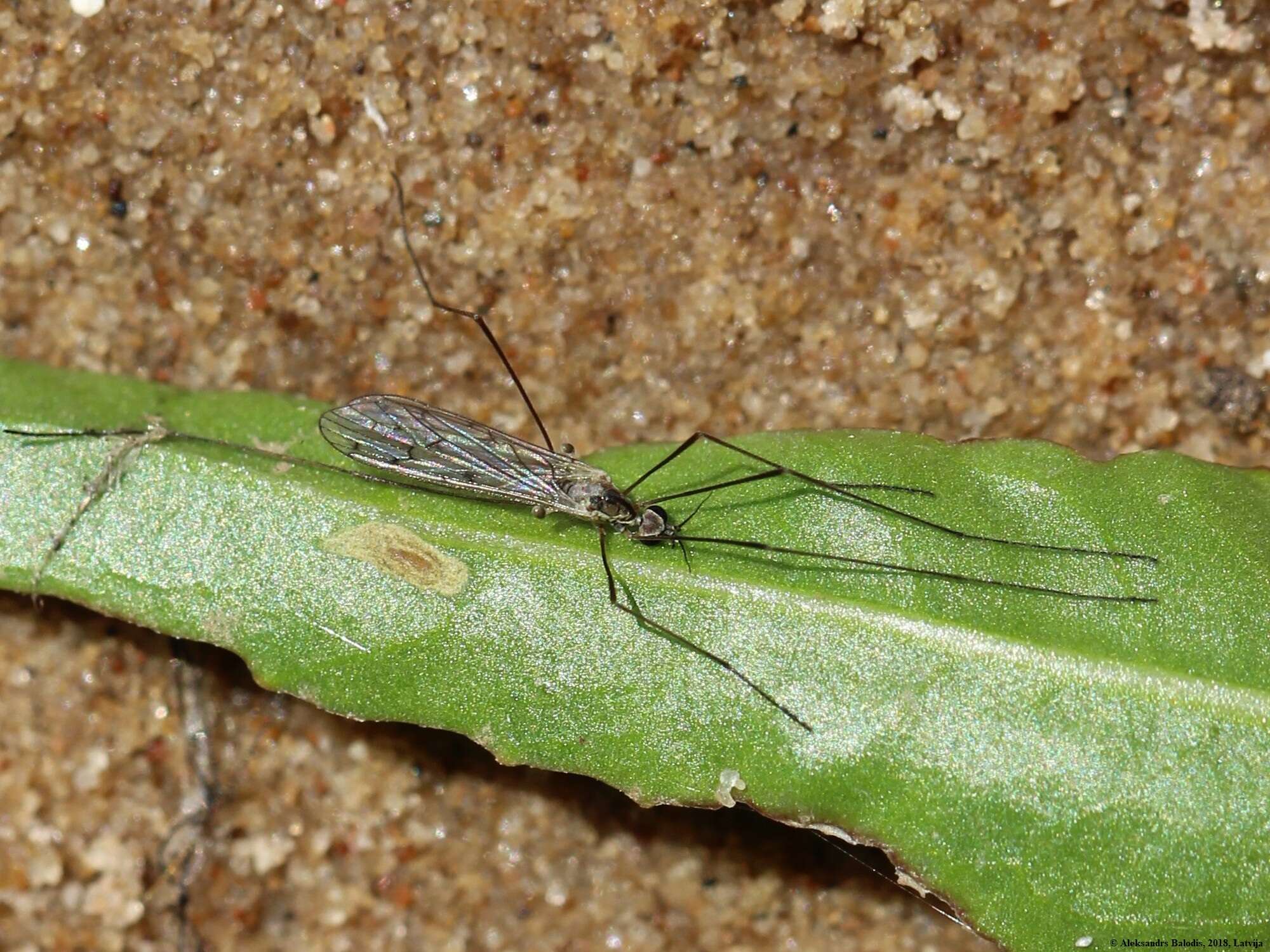 Plancia ëd Symplecta (Symplecta) hybrida (Meigen 1804)