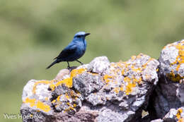 Plancia ëd Monticola solitarius (Linnaeus 1758)