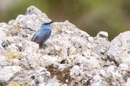 Plancia ëd Monticola solitarius (Linnaeus 1758)