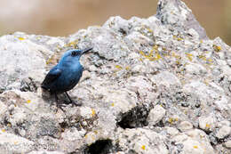 Plancia ëd Monticola solitarius (Linnaeus 1758)