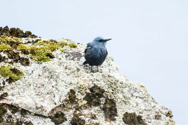 Plancia ëd Monticola solitarius (Linnaeus 1758)