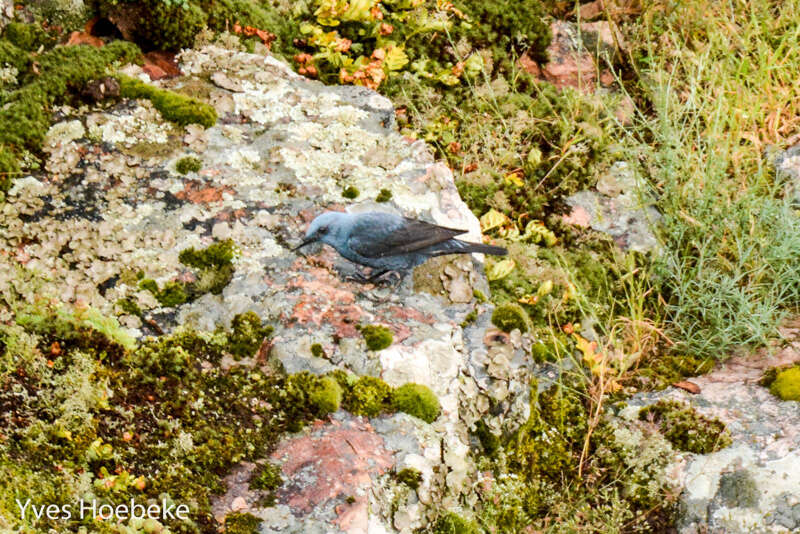 Image de Merle bleu