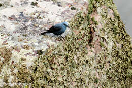 Plancia ëd Monticola solitarius (Linnaeus 1758)