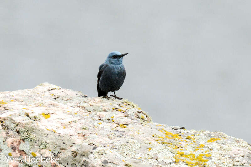 Plancia ëd Monticola solitarius (Linnaeus 1758)