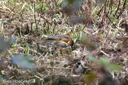 Image of Redwing