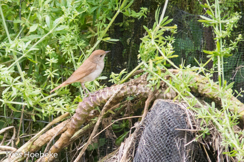 Image of nightingale, common nightingale