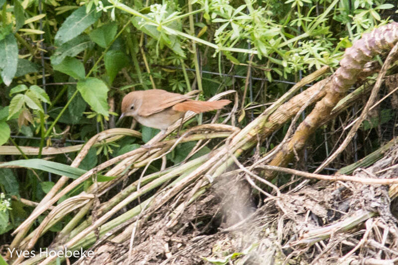 Image of nightingale, common nightingale