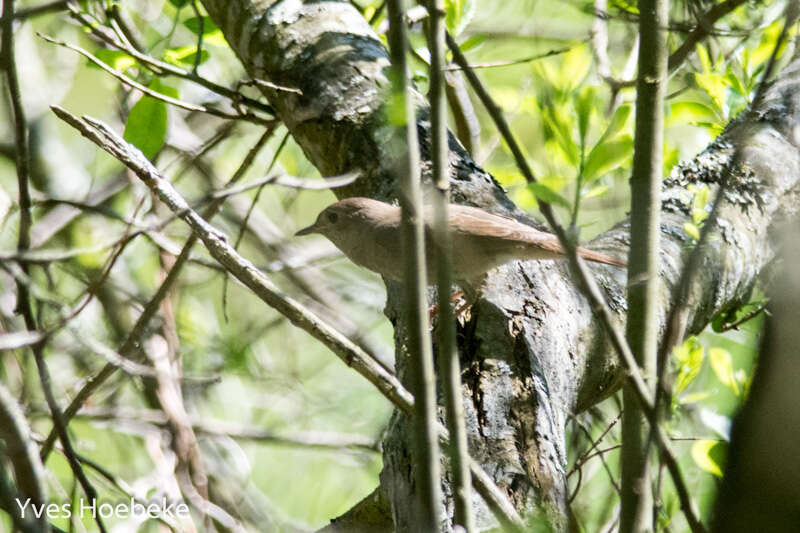 Image of Thrush Nightingale