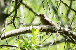 Image of Thrush Nightingale