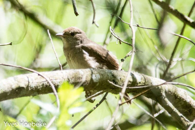 Image of Thrush Nightingale