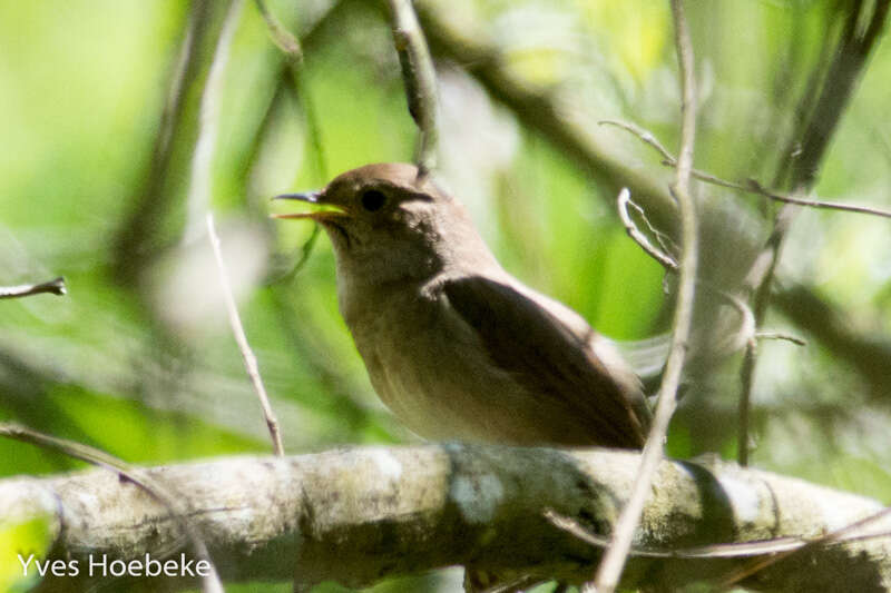 Image of Thrush Nightingale