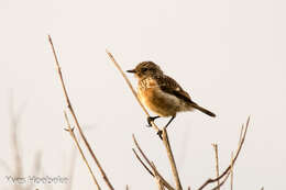 Image of Whinchat